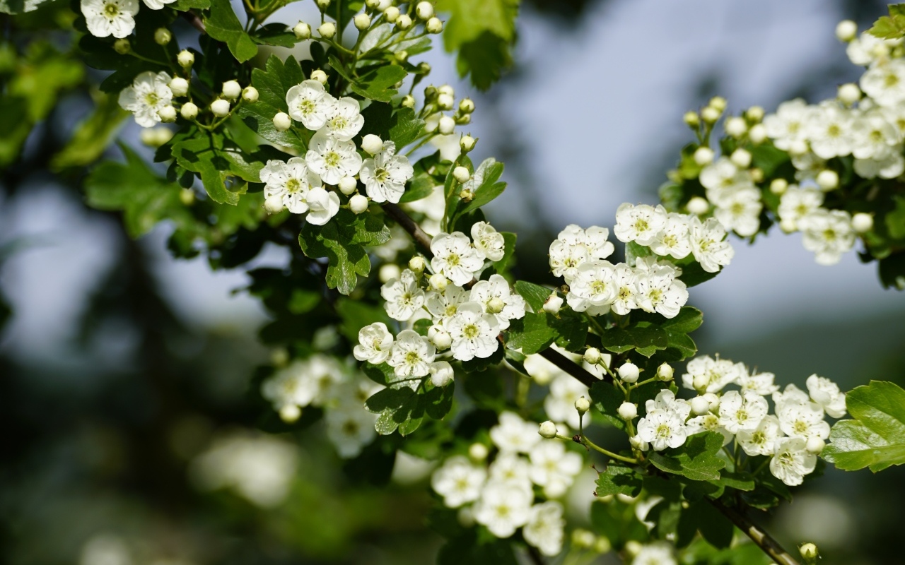 Много белых цветов боярышника на ветке весной