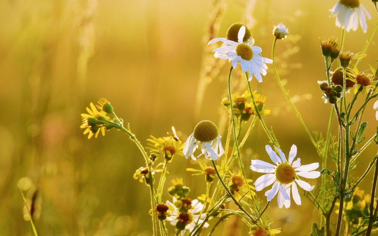 Лечебная белая ромашка на поле