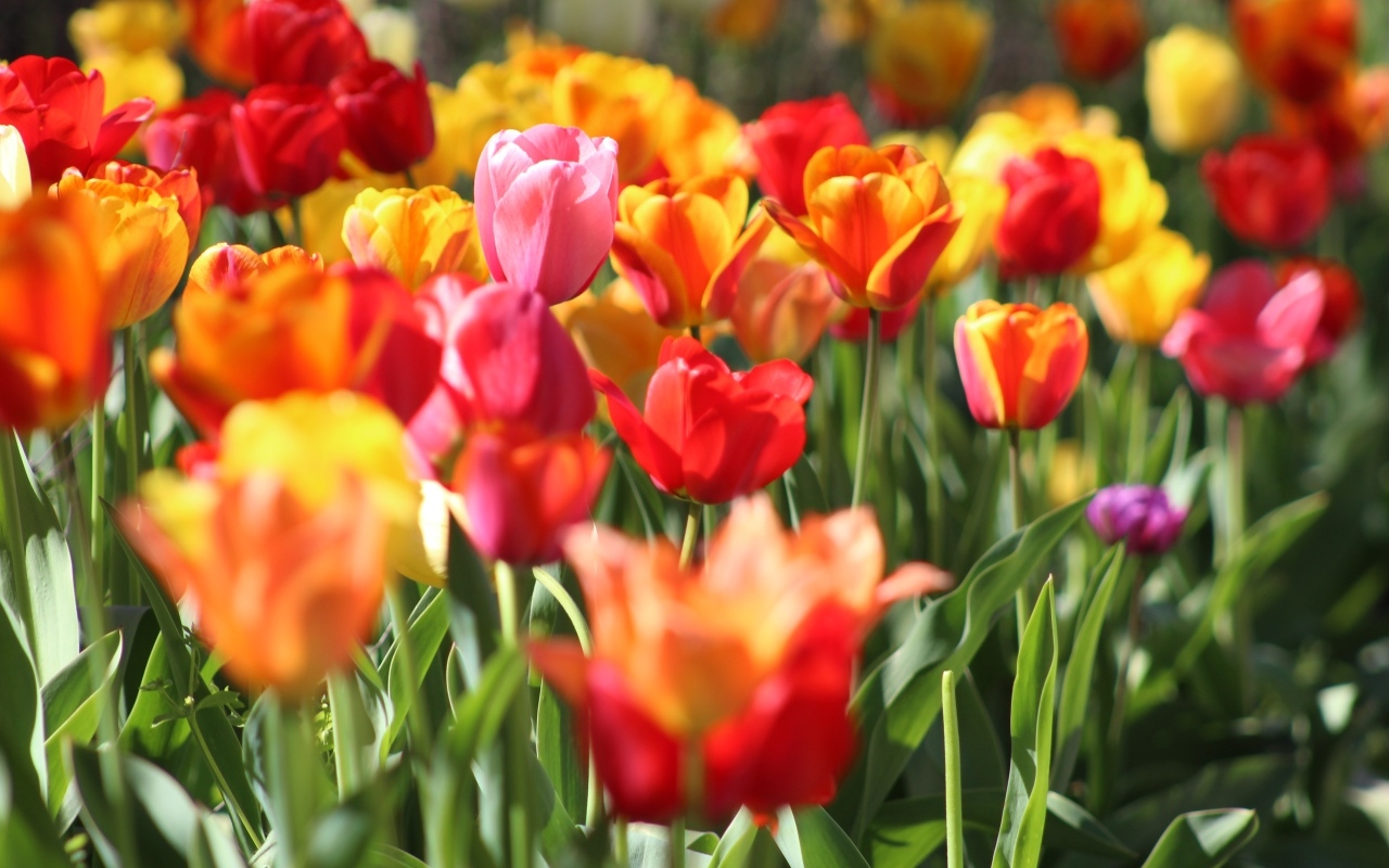 Разноцветные тюльпаны растут на клумбе в лучах солнца