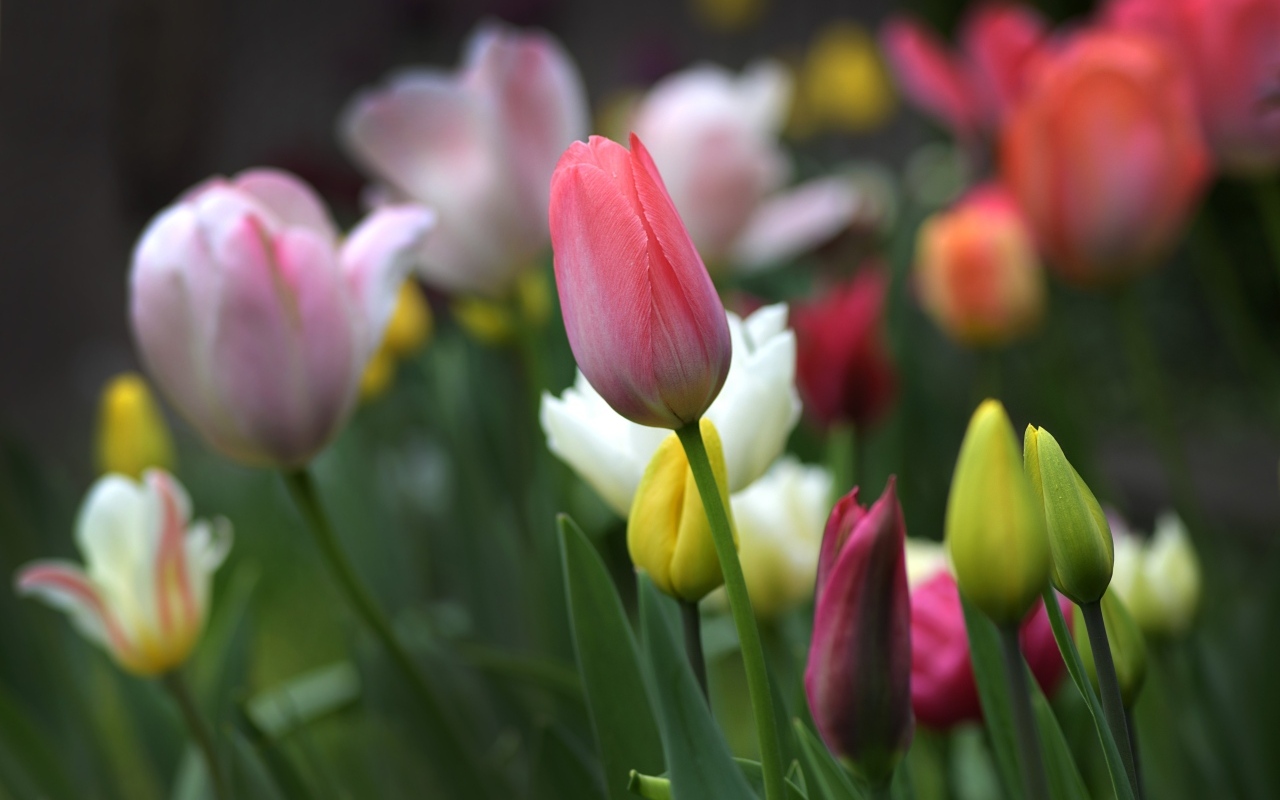 Разноцветные тюльпаны на клумбе