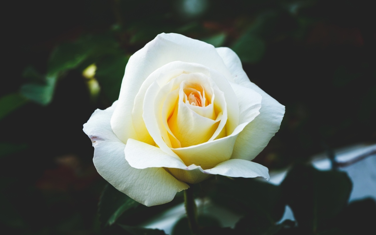 Одна белая роза на клумбе крупным планом