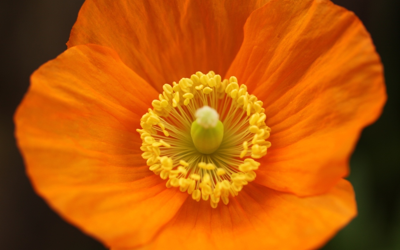 Оранжевый ирландский мак крупным планом