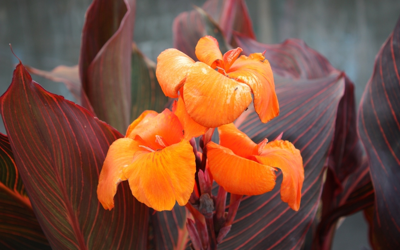 Оранжевые цветы канна крупным планом