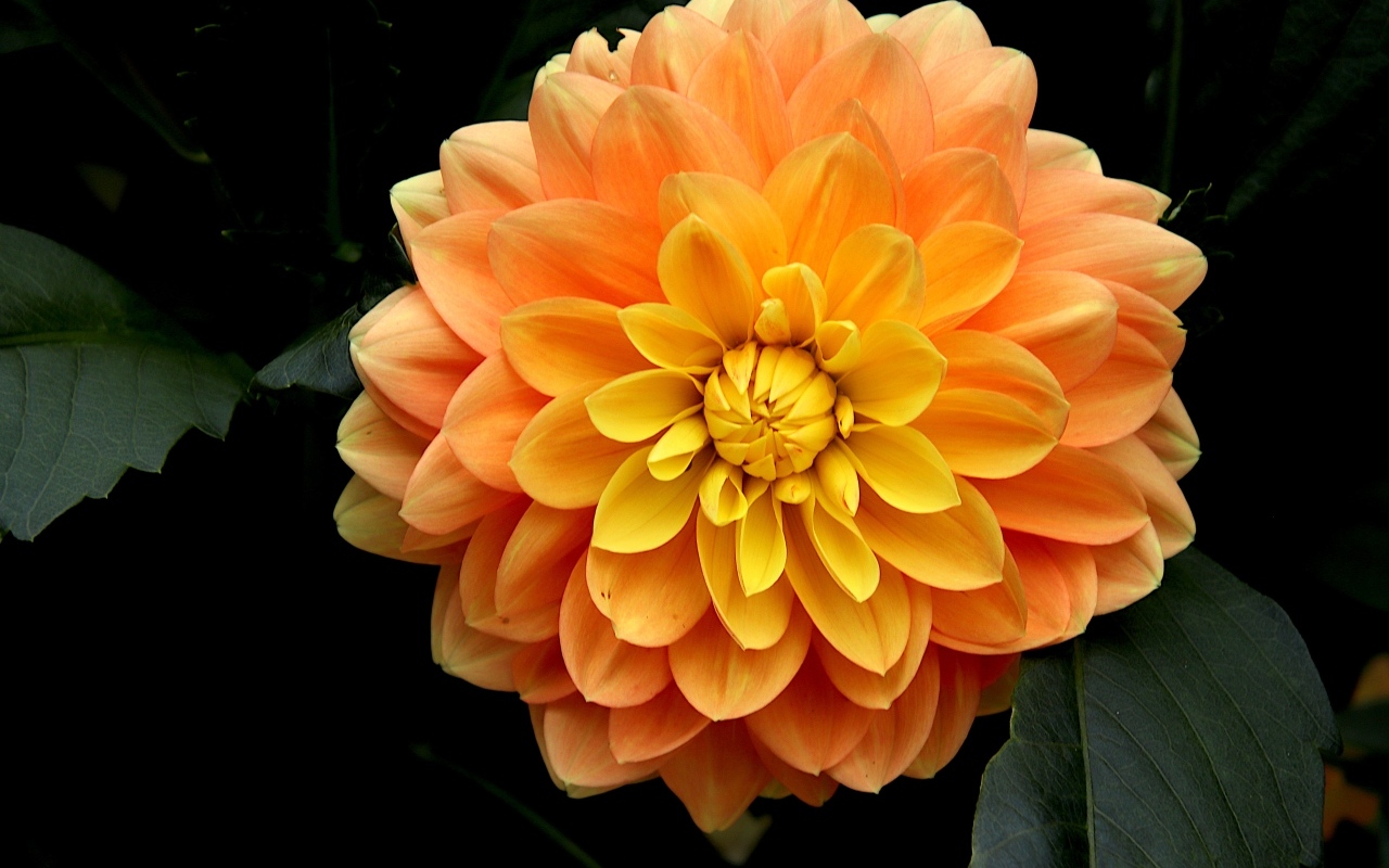 Оранжевый цветок георгина вблизи