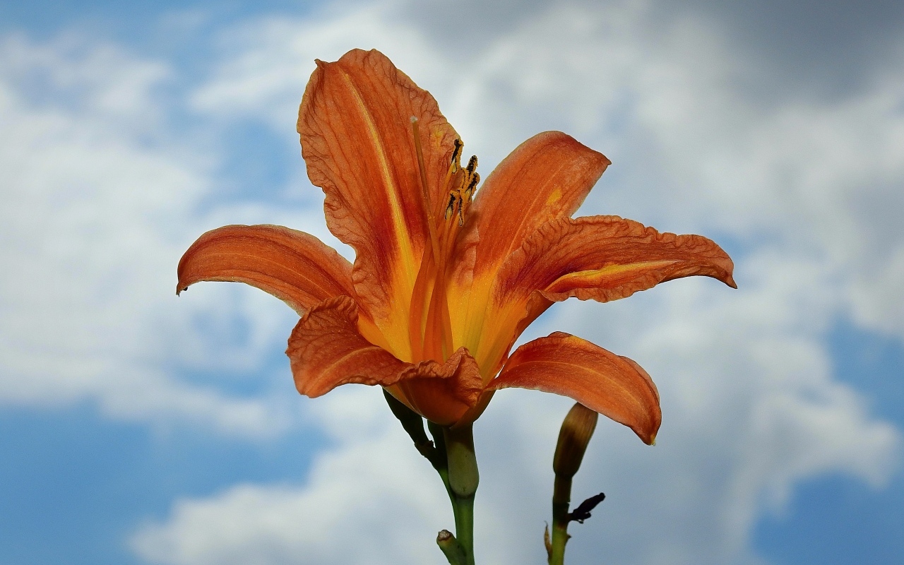 Оранжевый цветок лилейника на фоне неба