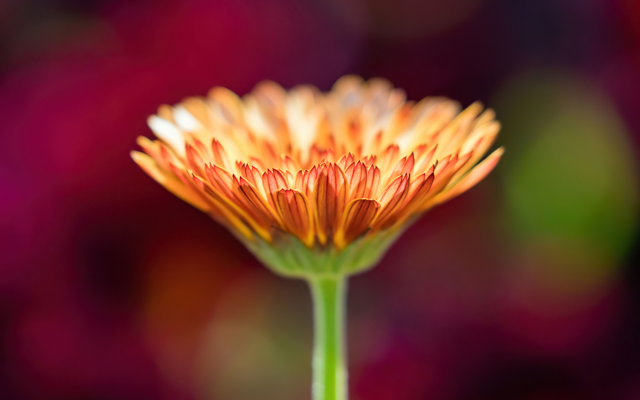 Оранжевый цветок герберы крупным планом