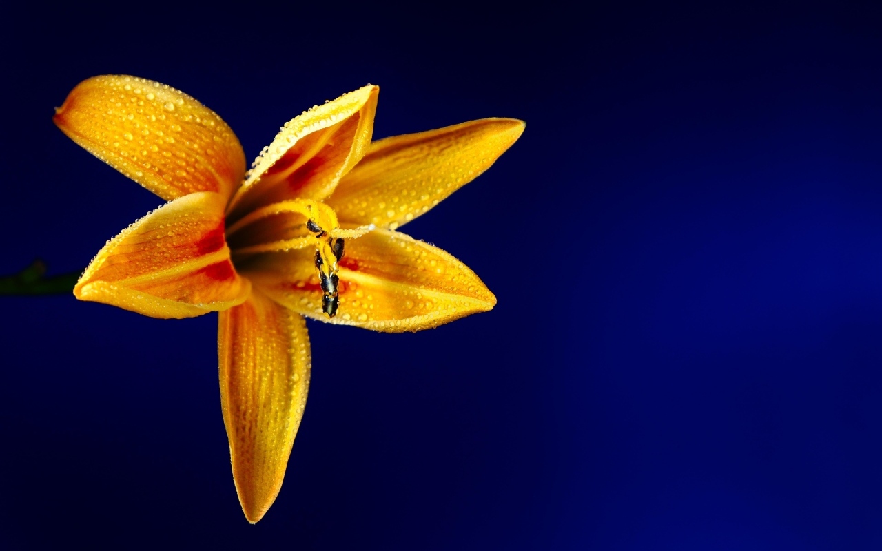 Оранжевая лилия на синем фоне