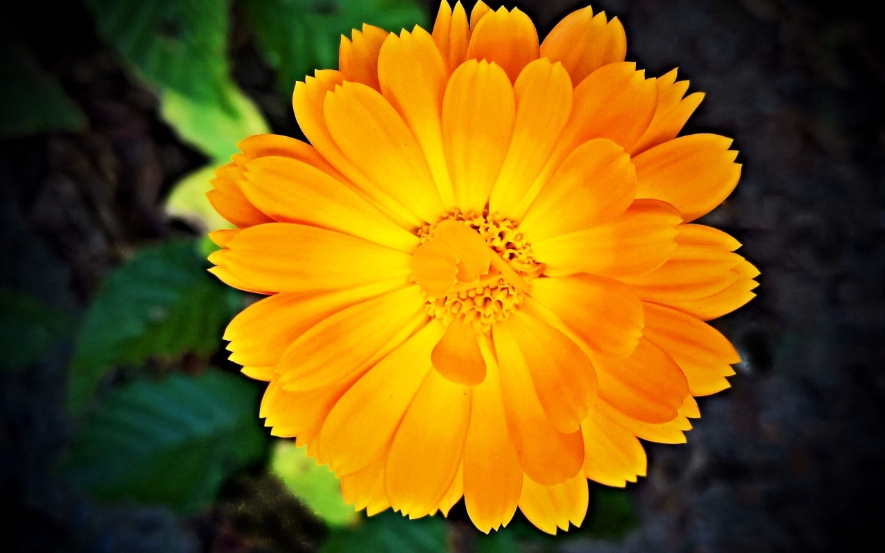 Оранжевый цветок календулы крупным планом