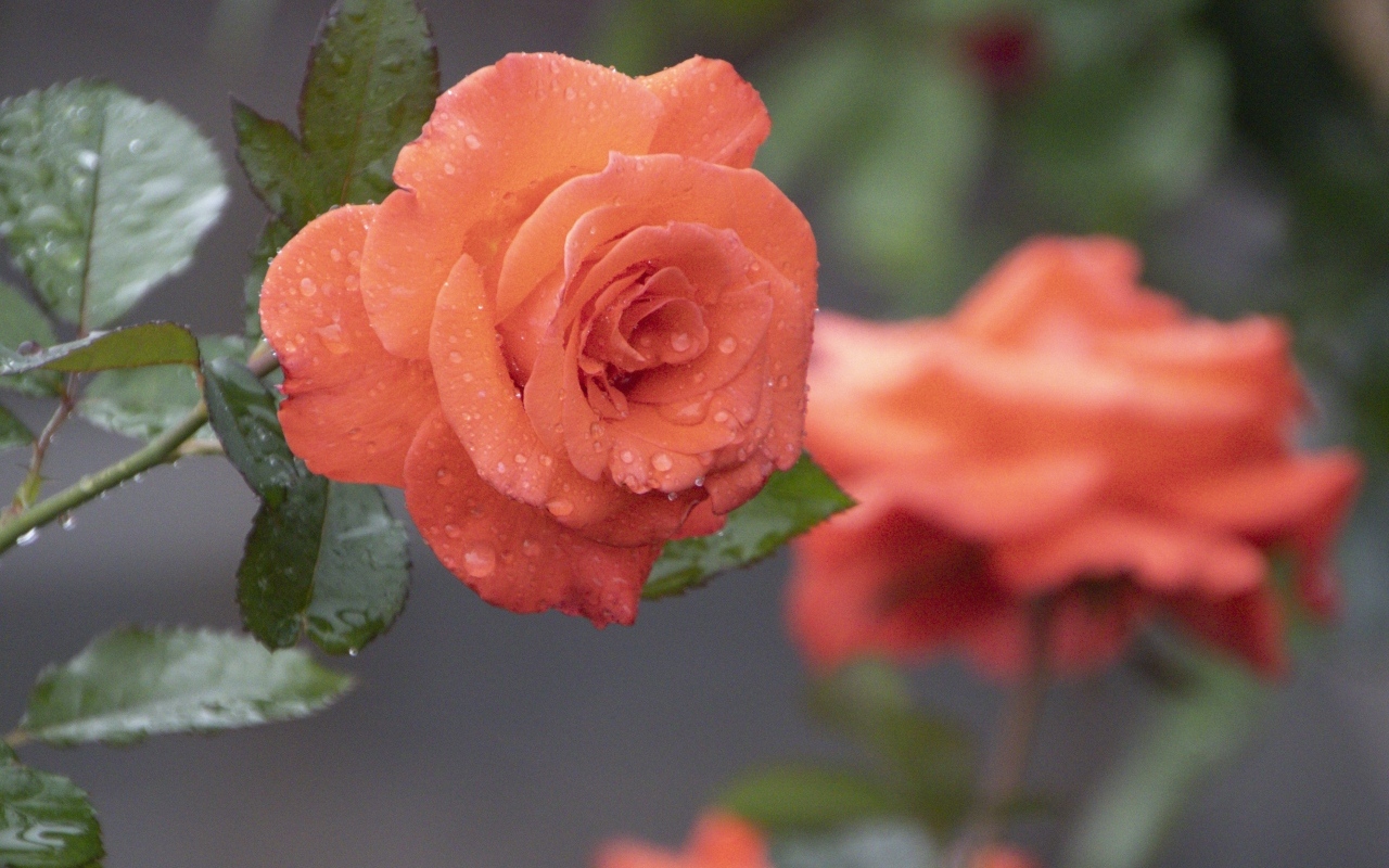 Оранжевая роза в каплях росы крупным планом