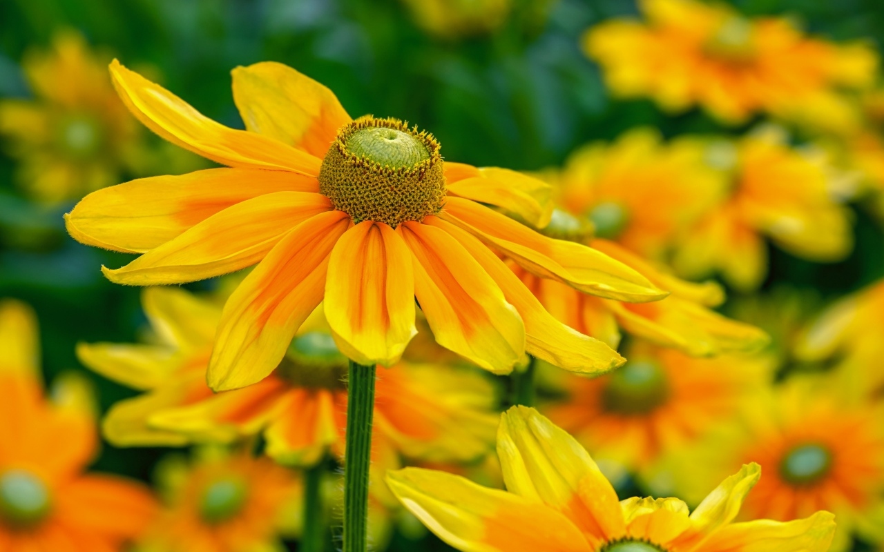 Оранжевые цветы рудбекия крупным планом на клумбе