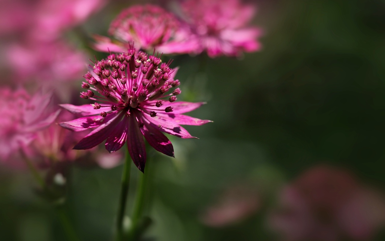 Розовый цветок Астранция крупным планом