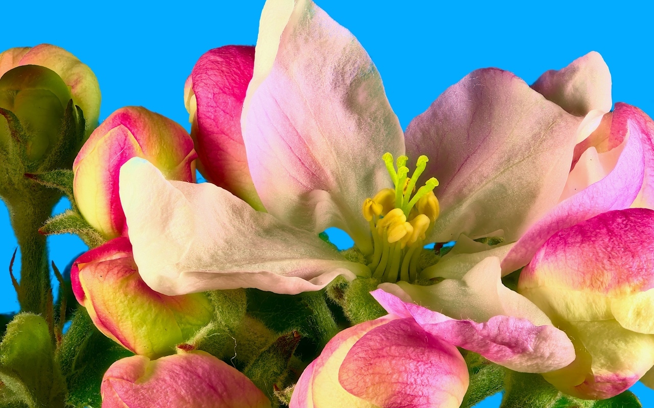 Розовые цветы яблони на ветке на фоне голубого неба