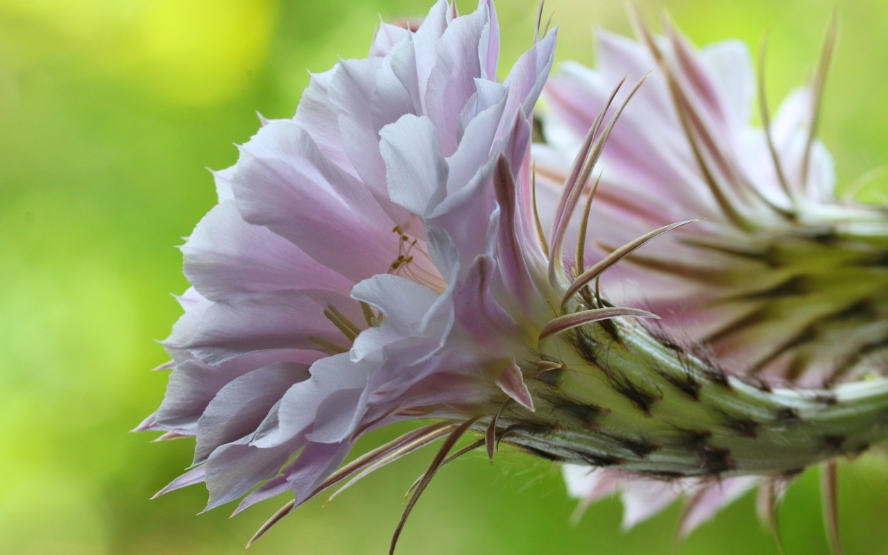 Розовый красивый цветок кактуса эхинопсис