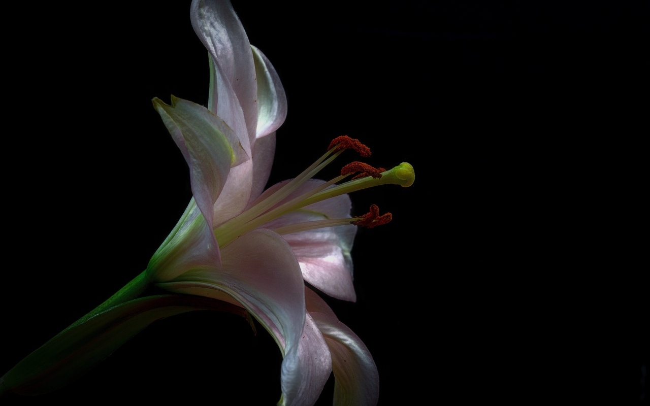 Розовая красивая лилия на черном фоне