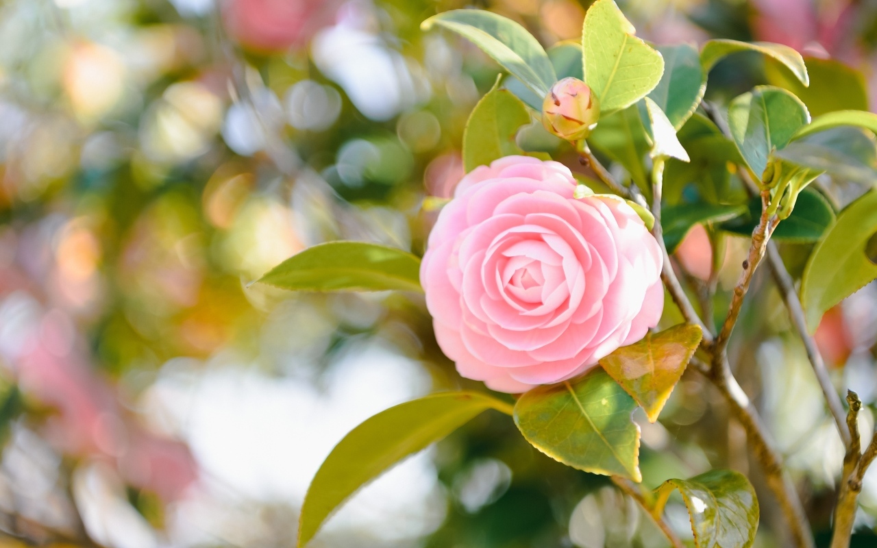 Розовый цветок камелии в лучах солнца на ветке