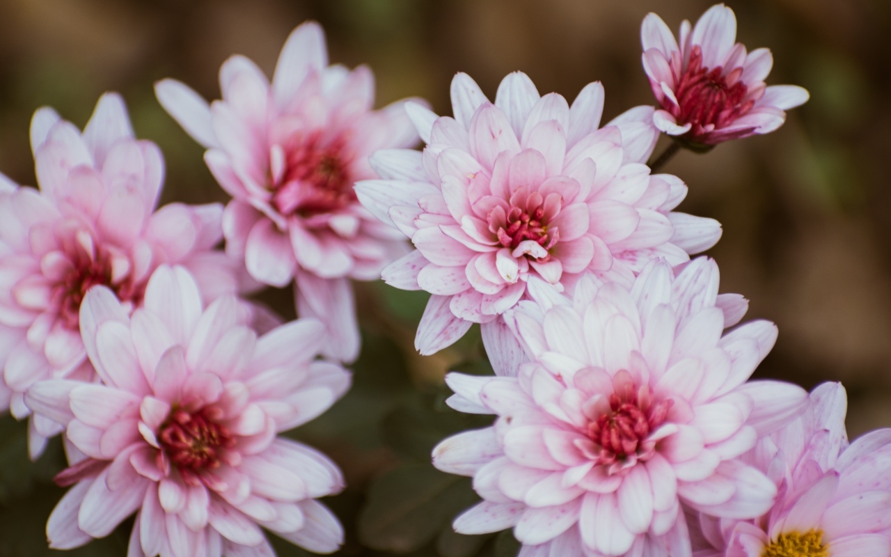 Розовые цветы хризантемы крупным планом