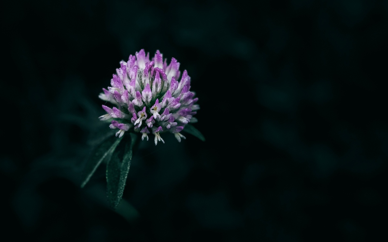 Розовый цветок клевера крупным планом