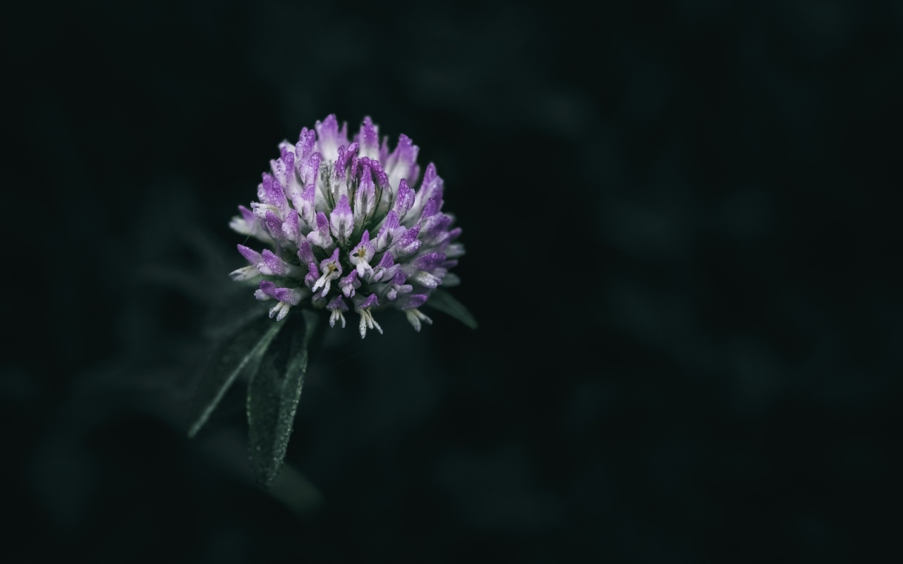 Розовый цветок клевера крупным планом