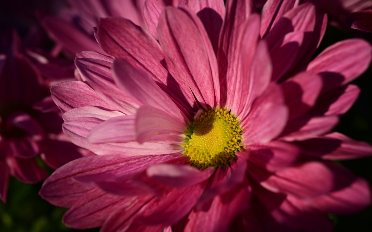 Розовая ромашковидная хризантема с желтой серединкой