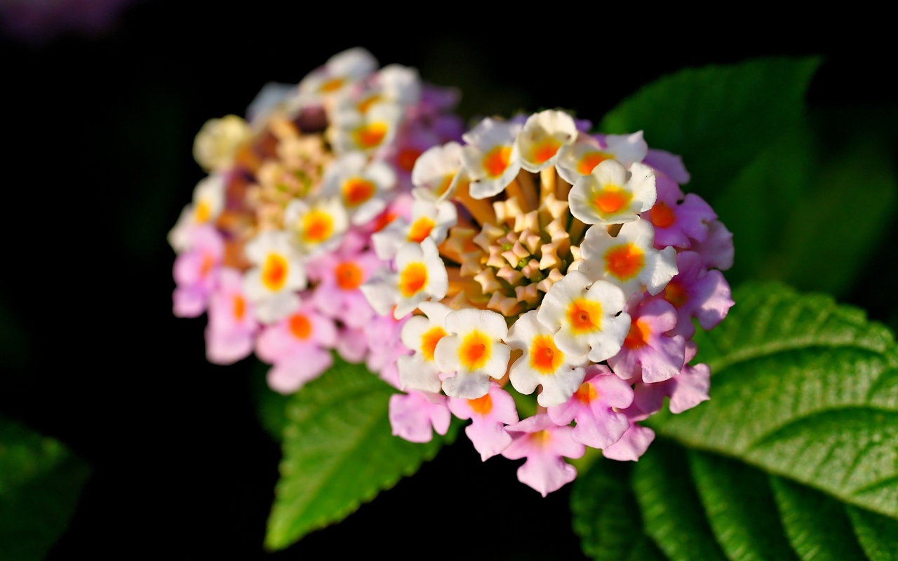 Розовый нежный комнатный цветок лантана