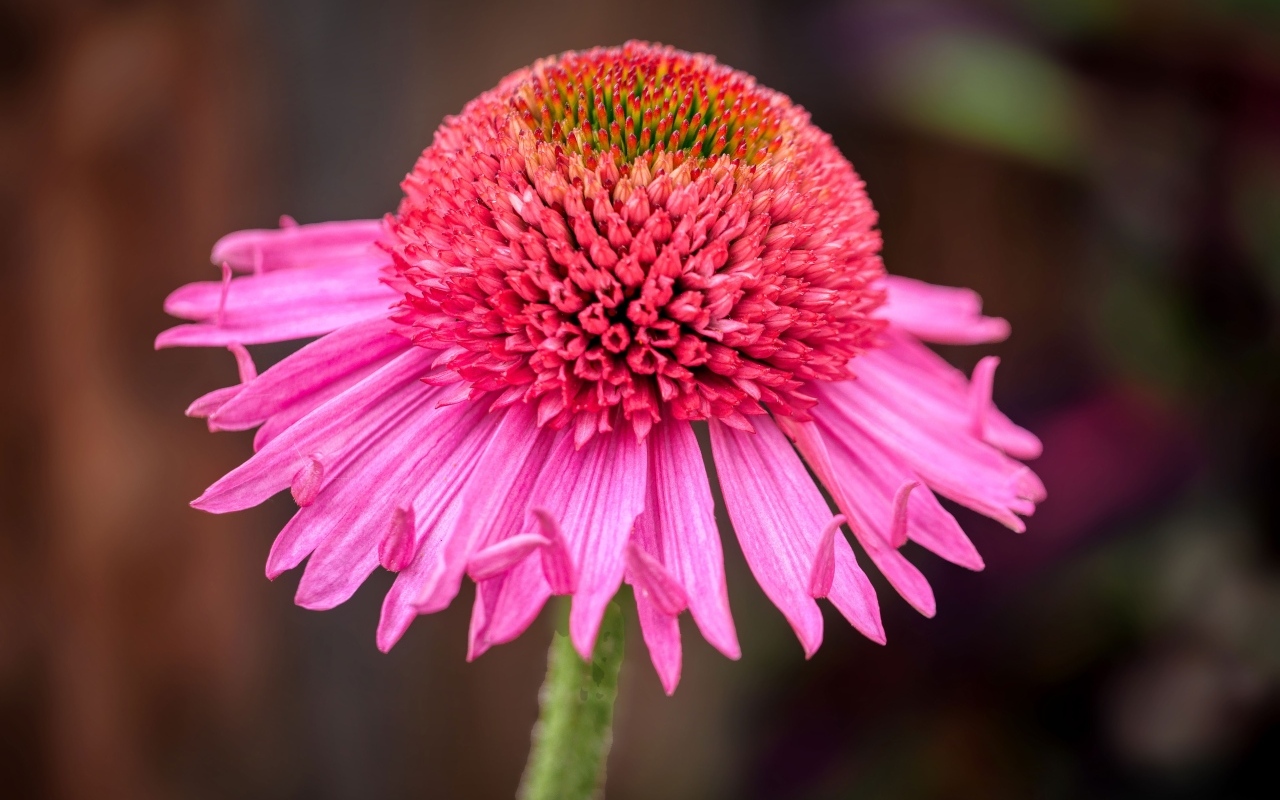 Розовый цветок эхинацеи крупным планом