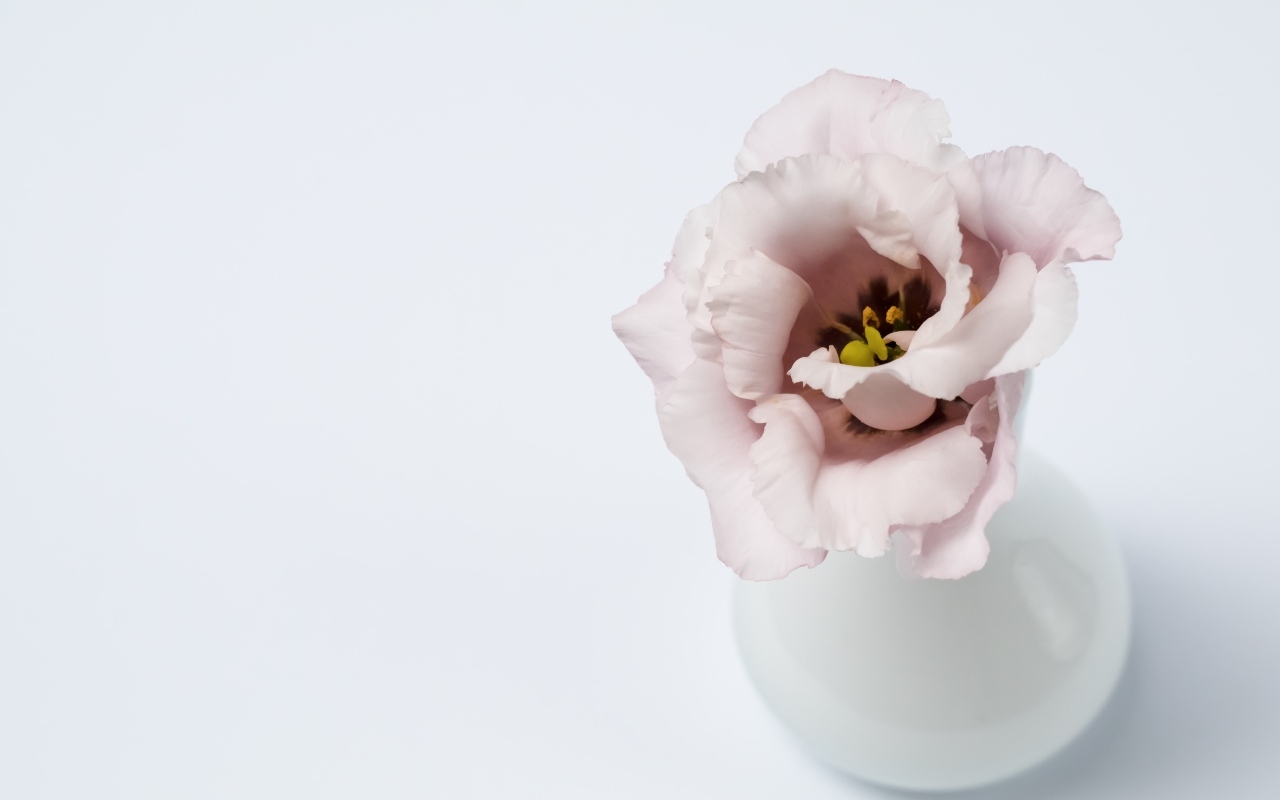 Розовый цветок эустомы в вазе на сером фоне