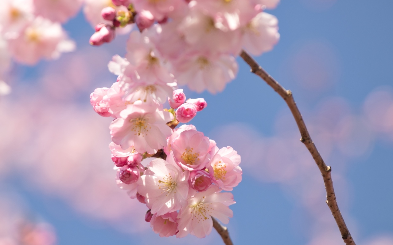 Розовые цветы на ветке на фоне голубого неба весной