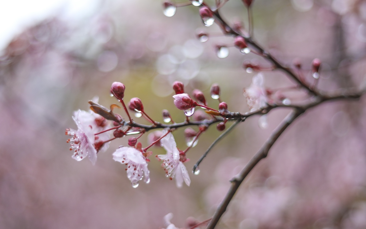 Розовые цветы на ветке дерева в каплях дождя весной