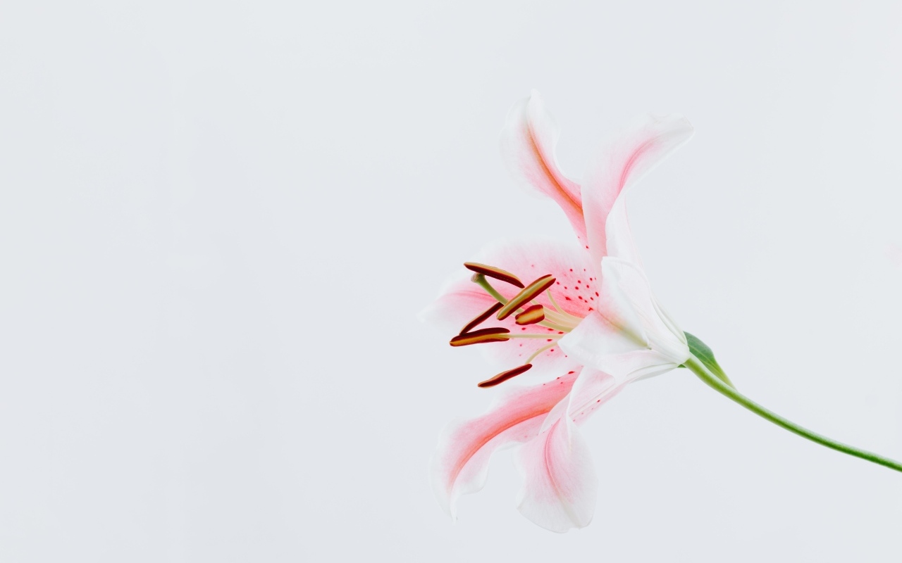 Розовая садовая лилия на сером фоне