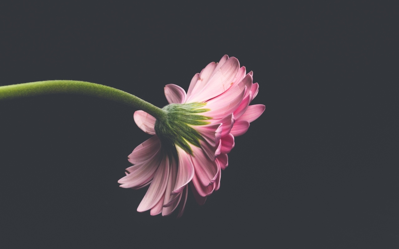 Розовый цветок герберы на сером фоне