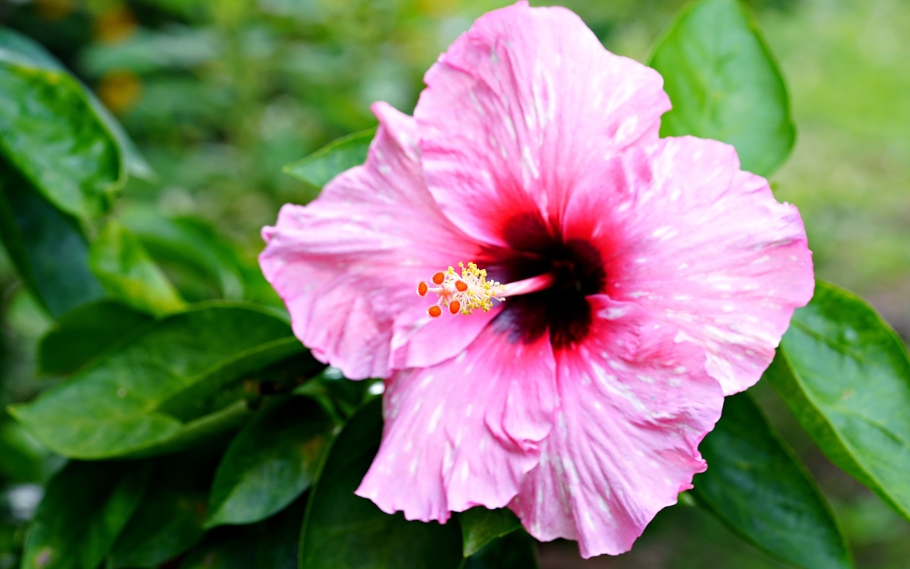 Розовый гибискус с зелеными листьями крупным планом