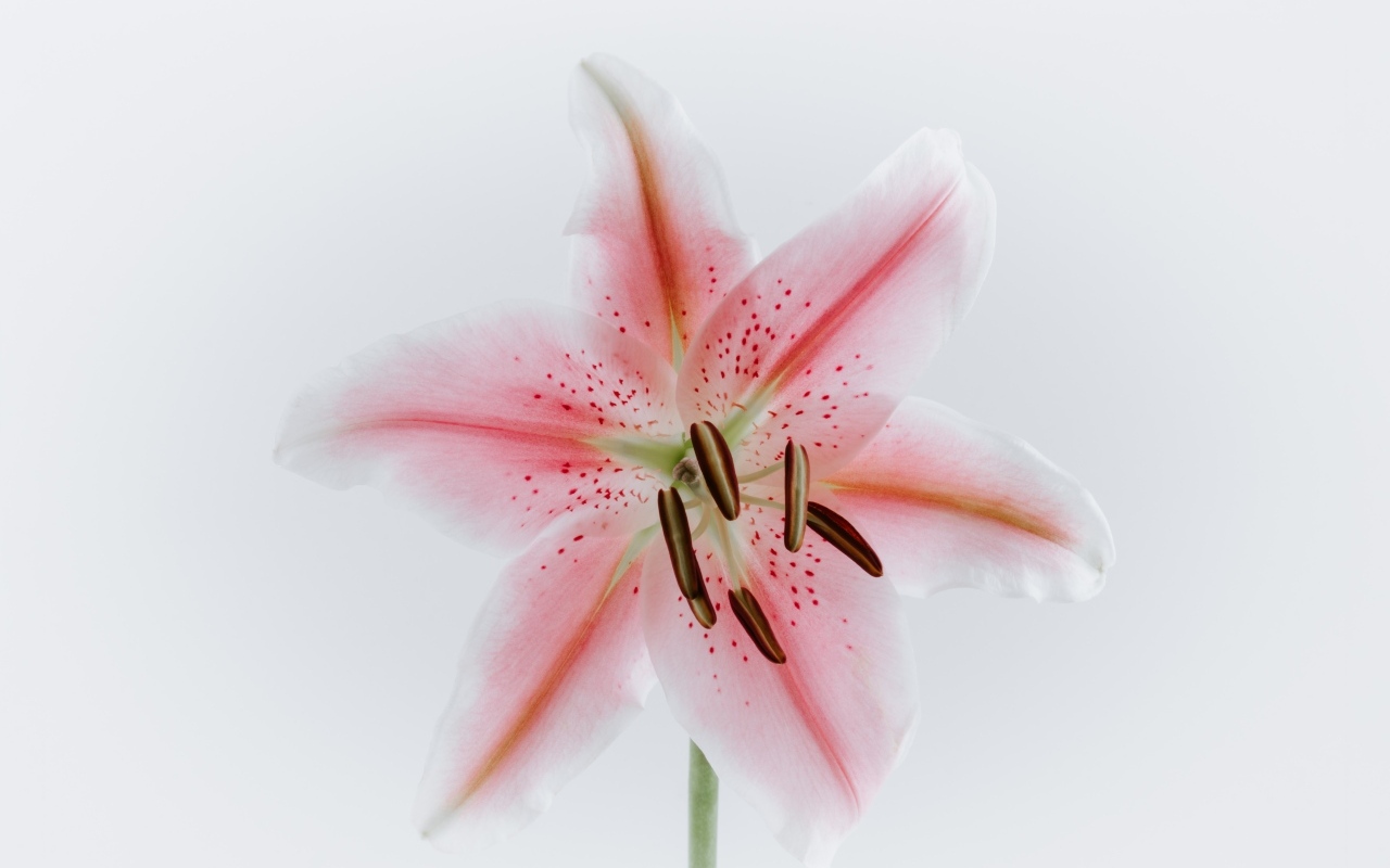 Розовый крупный цветок лилии на сером фоне