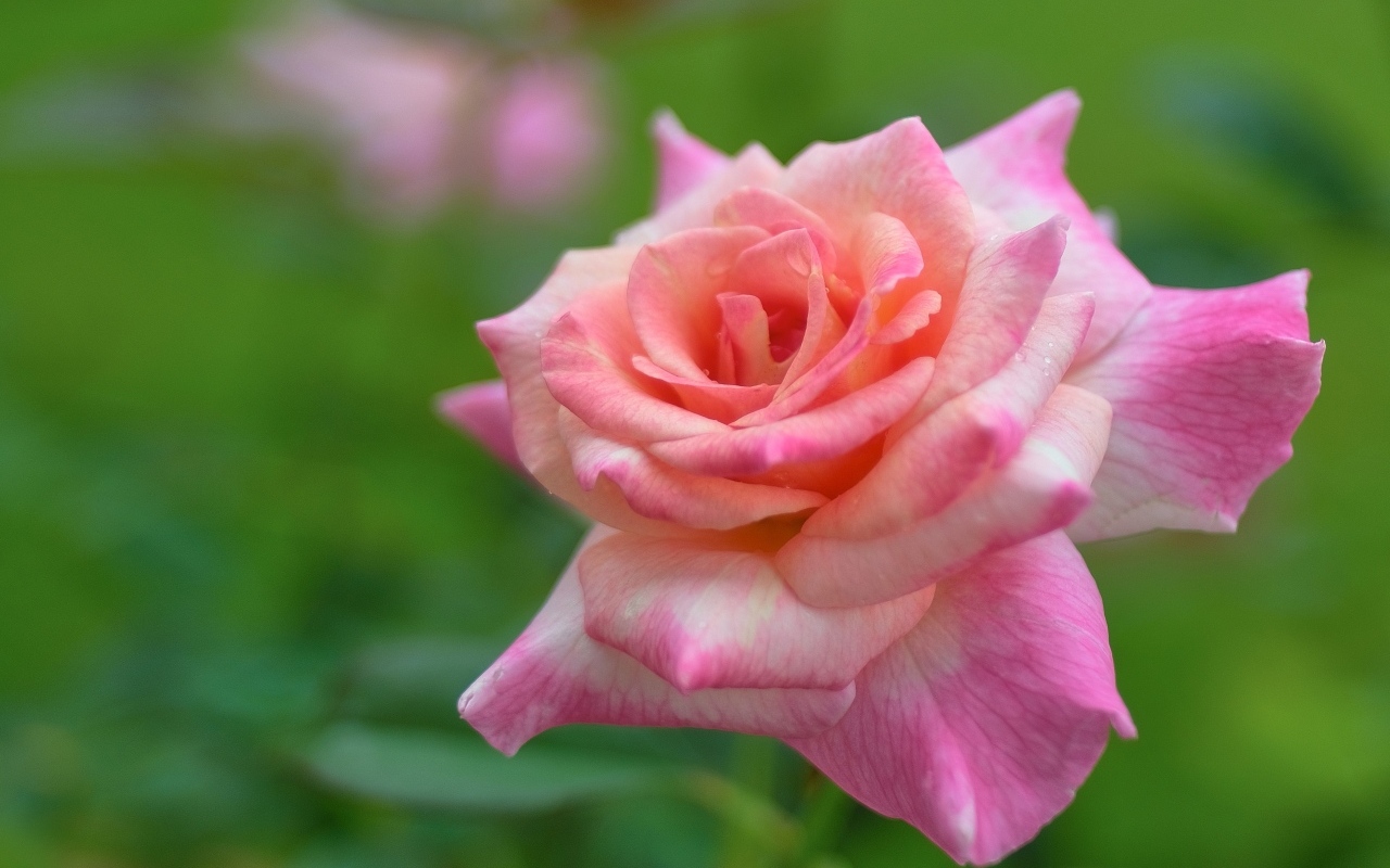 Розовая крупная роза на зеленом фоне