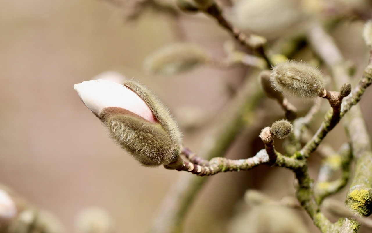 Розовый цветок магнолии распускается на ветке