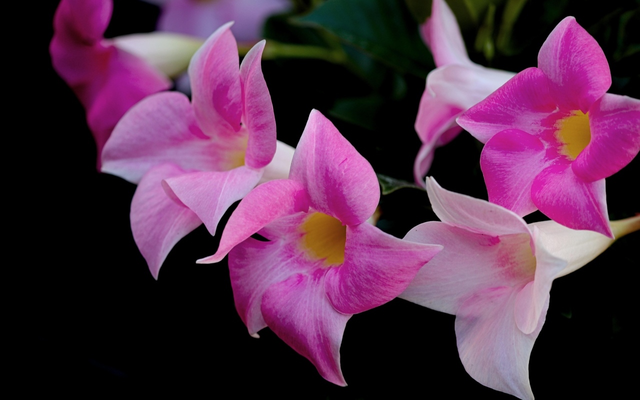 Розовые цветы мандевилла на черном фоне