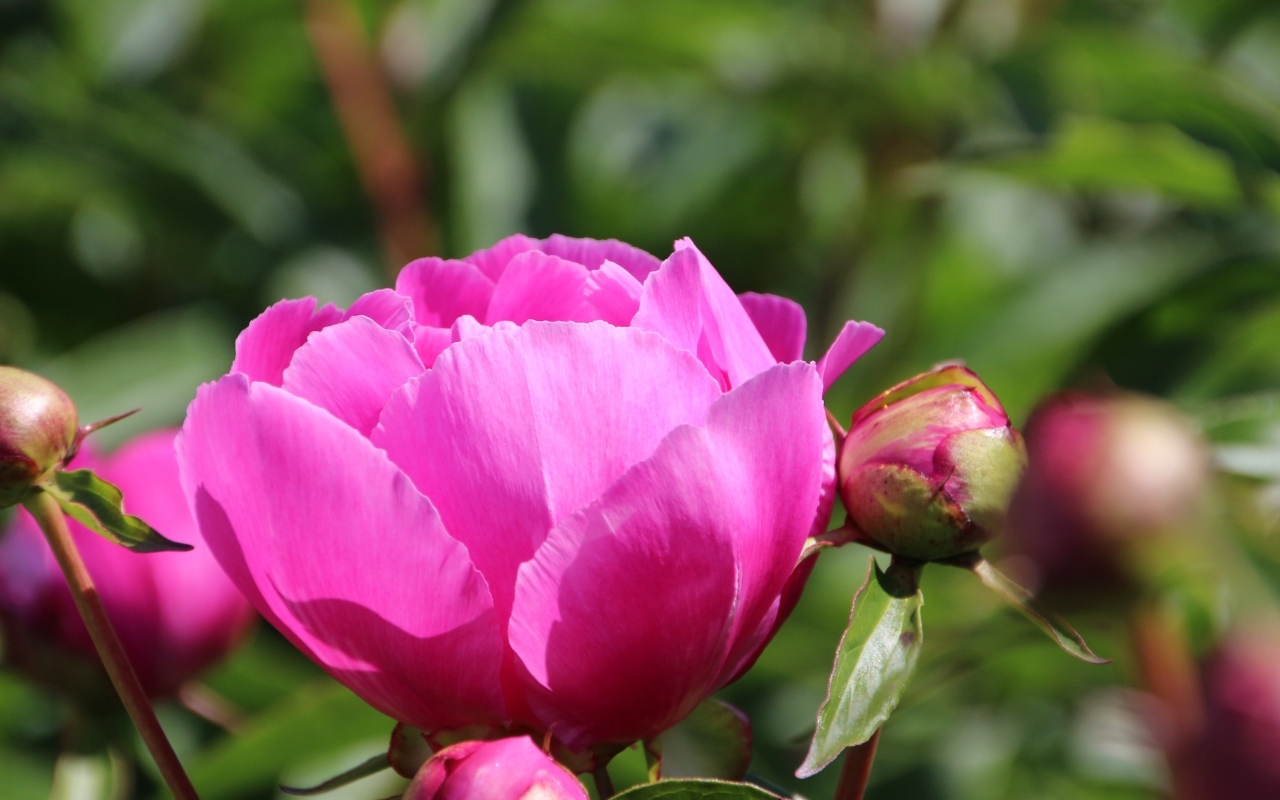 Розовые пионы с бутонами на клумбе