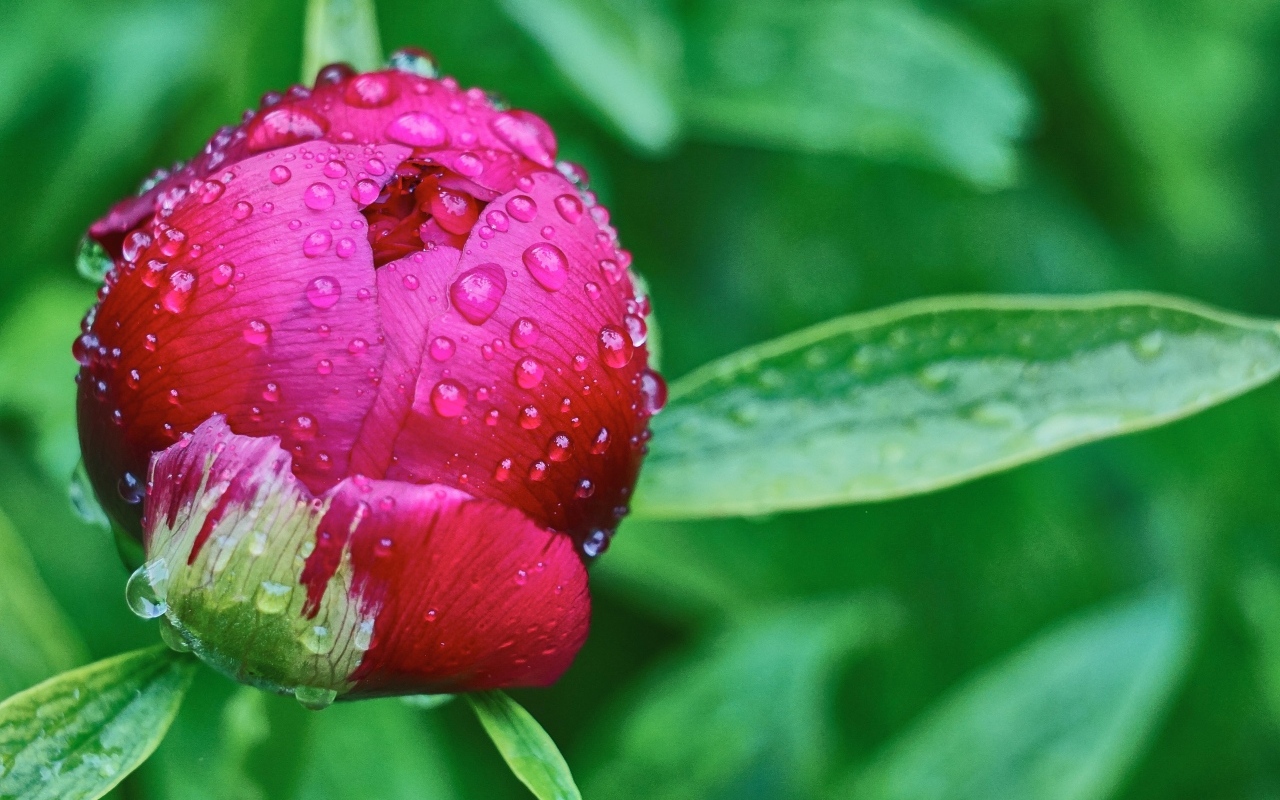 Бутон розового пиона в каплях дождя