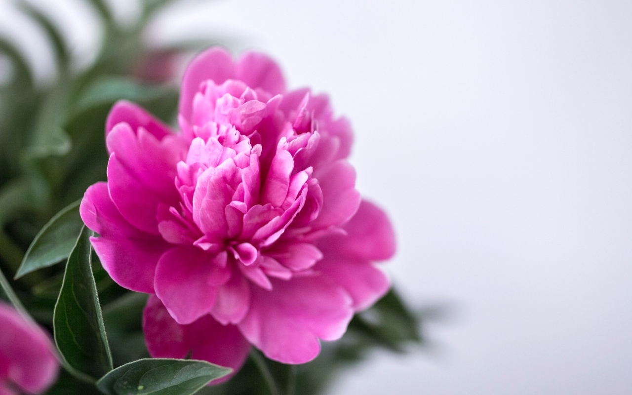 Розовый пион с зелеными листьями крупным планом