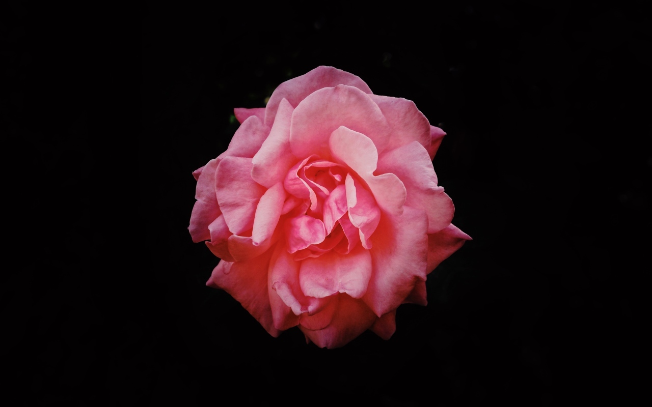 Розовая сорванная роза на черном фоне