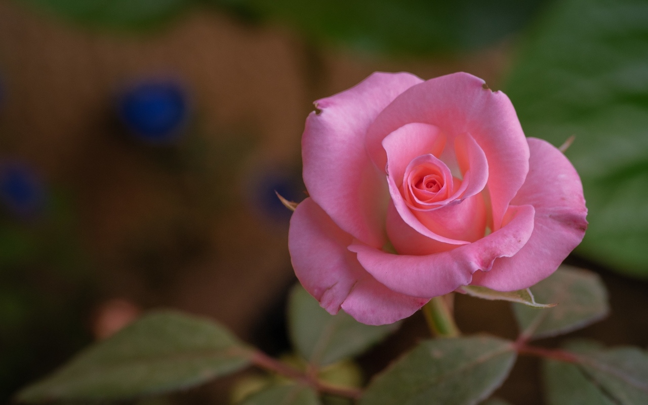 Розовая роза с нежными лепестками