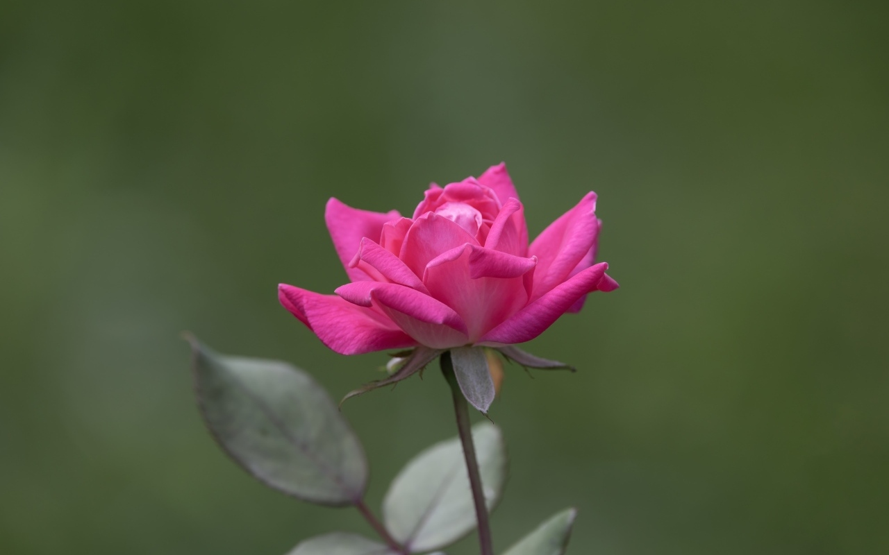 Розовая роза с зелеными листьями крупным планом