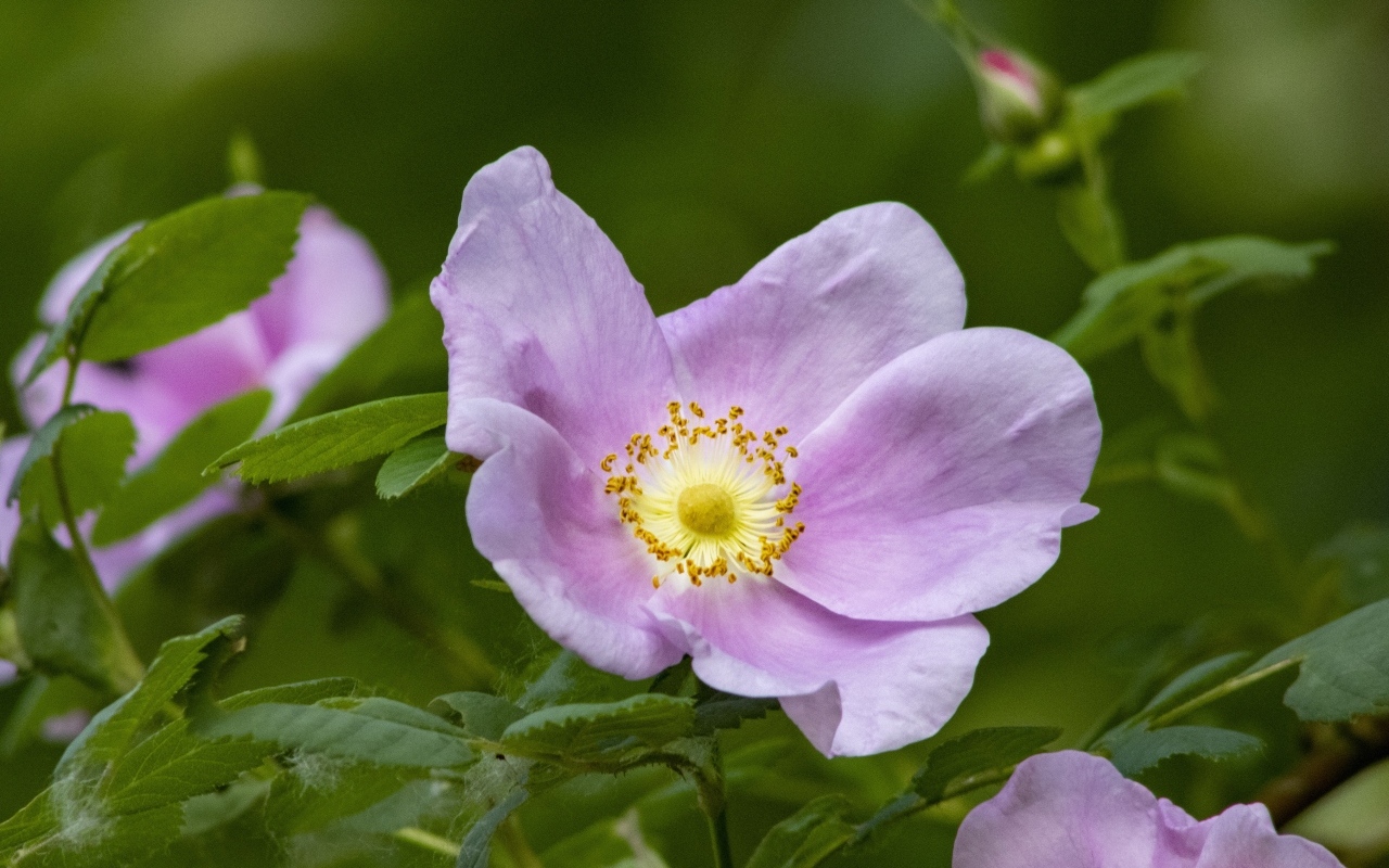 Розовые цветы шиповника с зелеными листьями