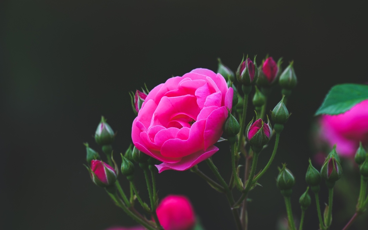 Розовые розы с нераспустившимися бутонами