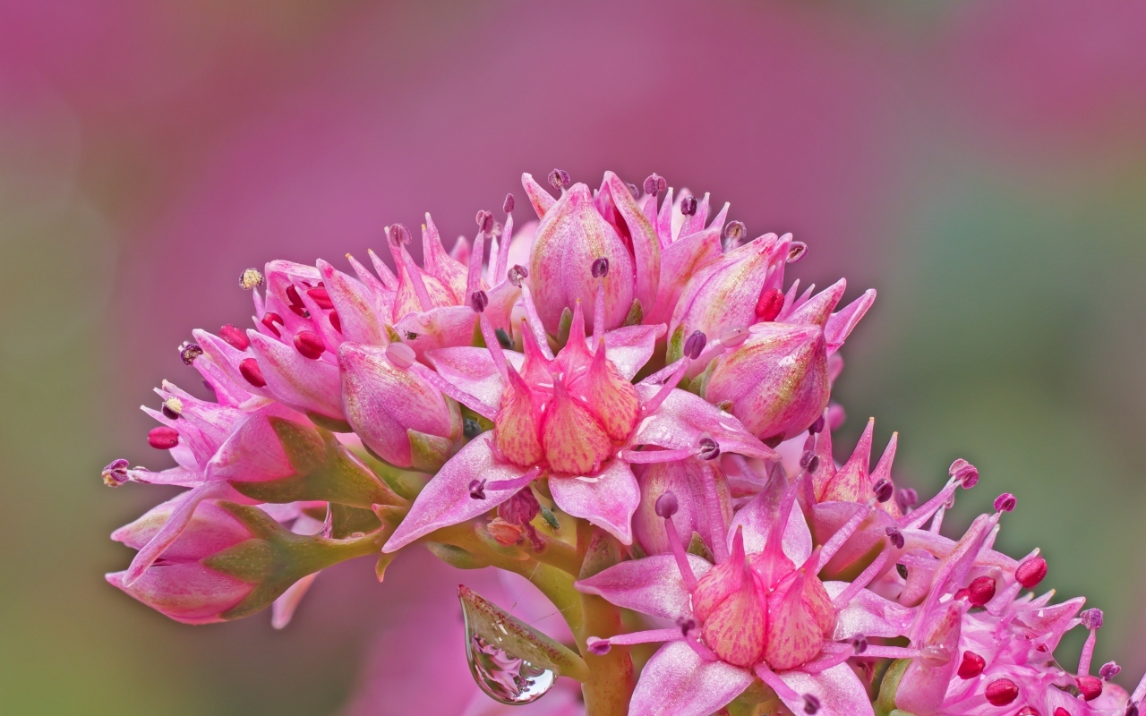 Розовый цветок очиток крупным планом