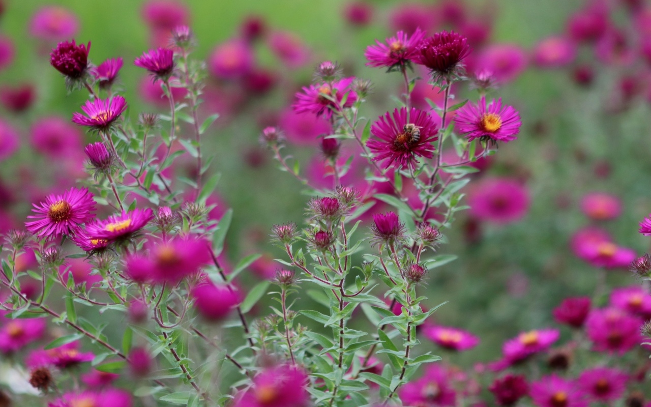 Розовые цветы сентябринка в саду