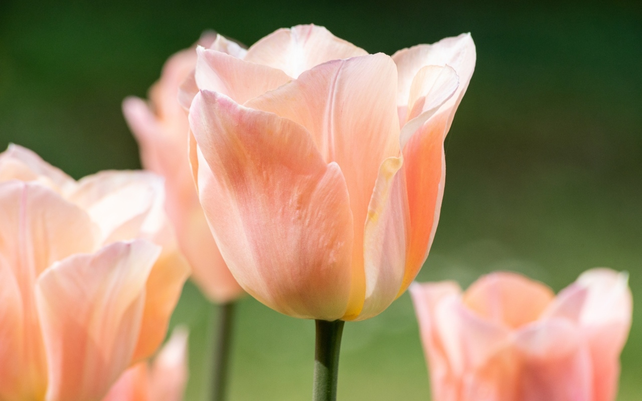 Розовый цветок тюльпана цветет весной