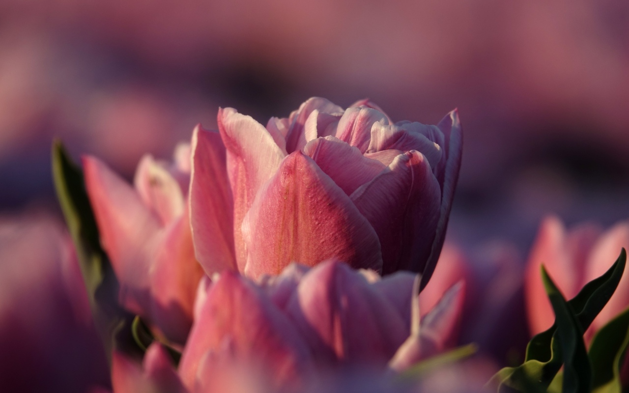 Розовые тюльпаны на клумбе в лучах солнца