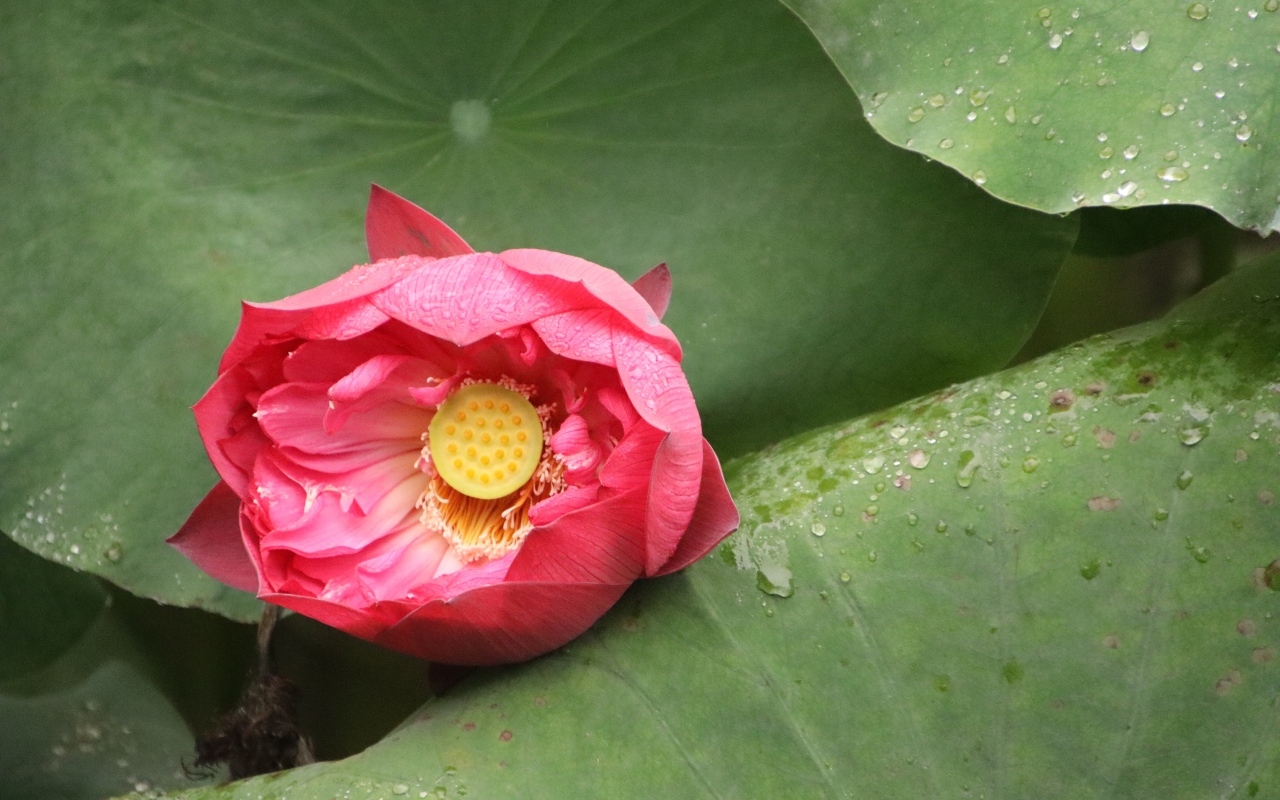 Розовый нераспустившийся цветок лотоса в листьях