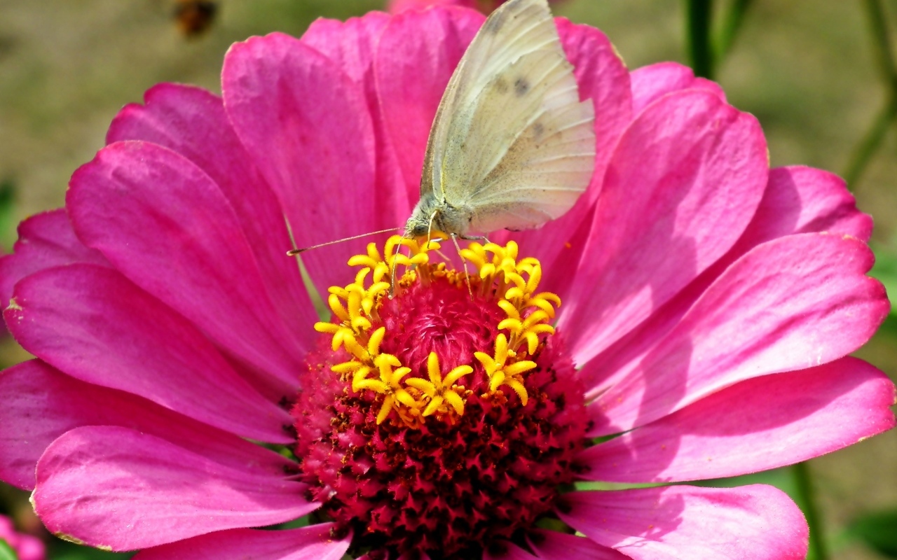 Розовый цветок циннии с бабочкой