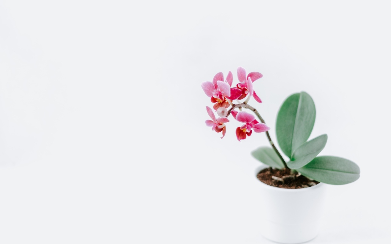 Горшок с розовыми цветами орхидеи на сером фоне